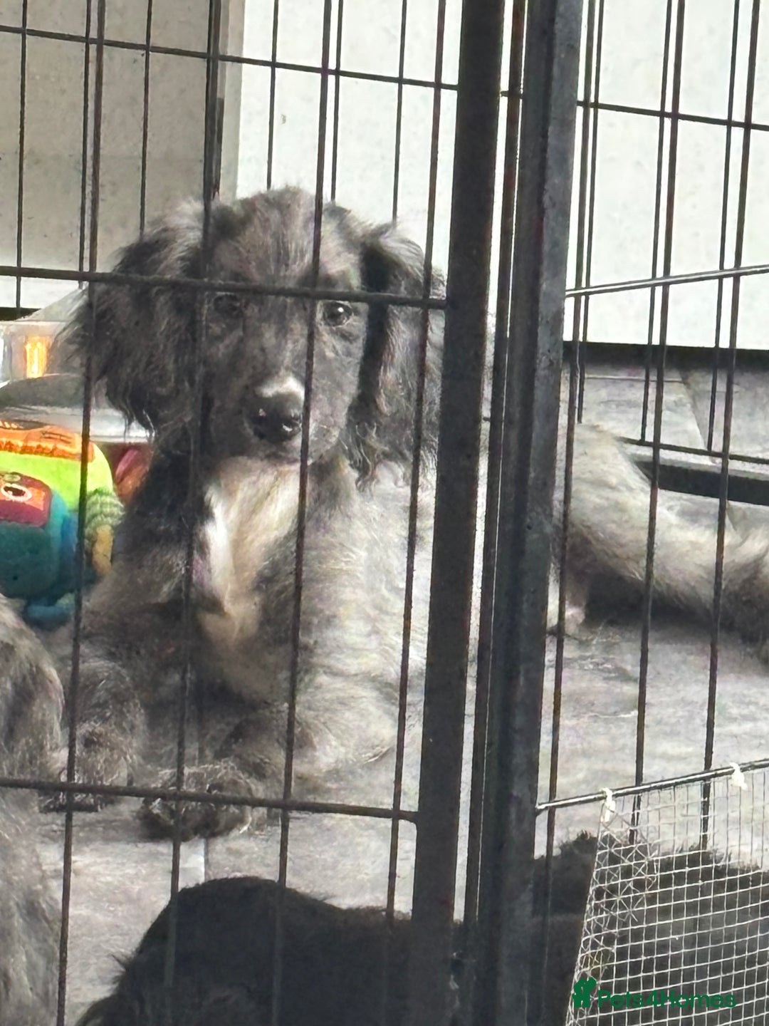 Cocker Spaniel dogs for sale: only 1 male left ,1 merle girl  in Gravesend - Image 24