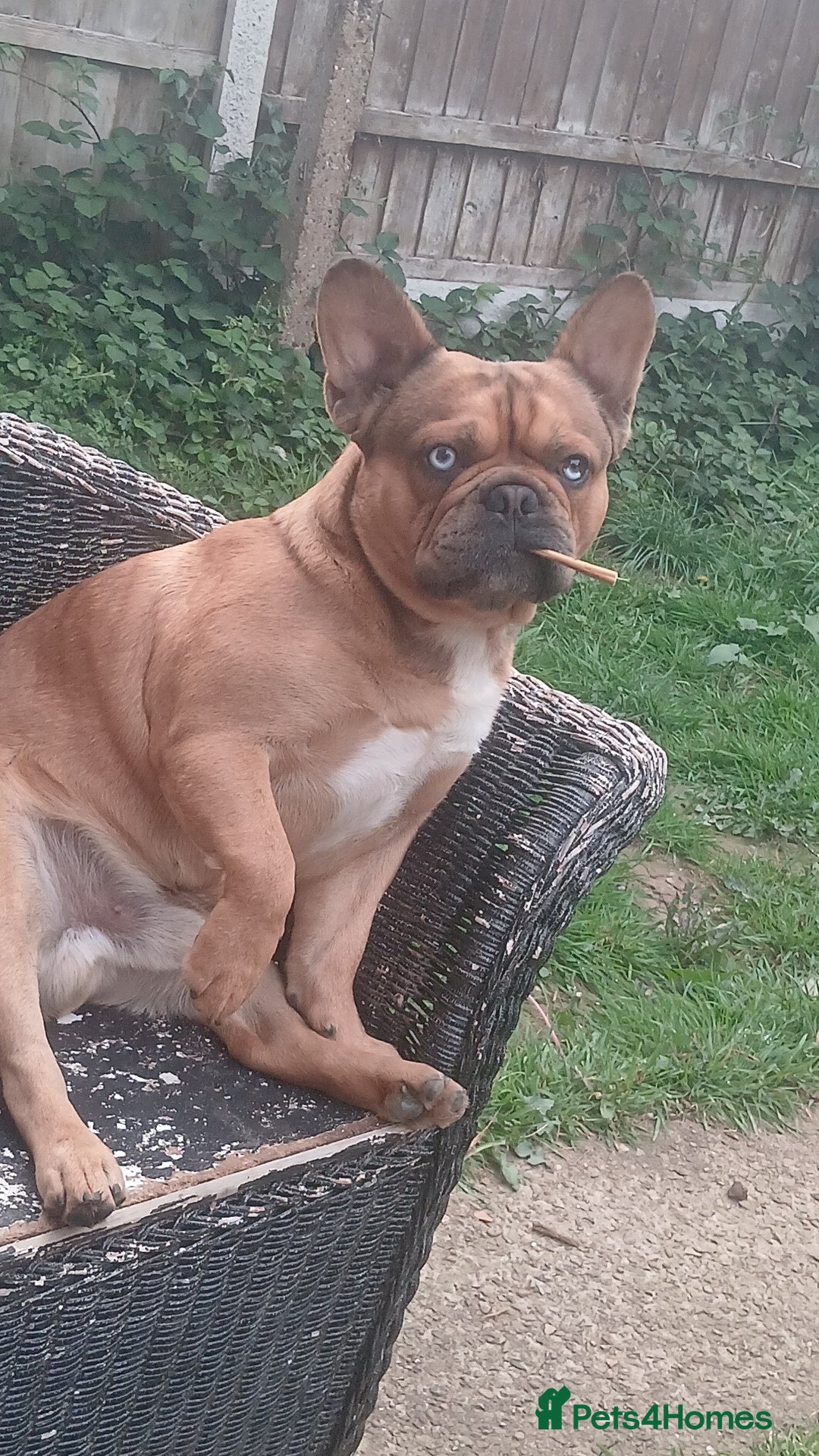 French Bulldog dogs for stud: Mr cryptic - Image 5