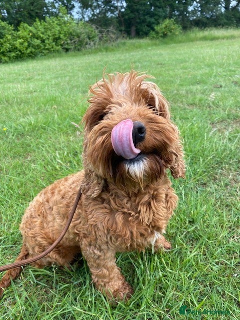 Cavapoo dogs for sale: 💕 Peach the cavapoo 💕 - Advert 4