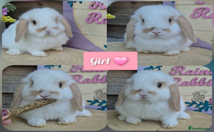 Mini Lop rabbits for sale - Advert 2