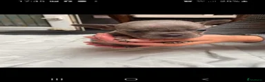 French Bulldog 2