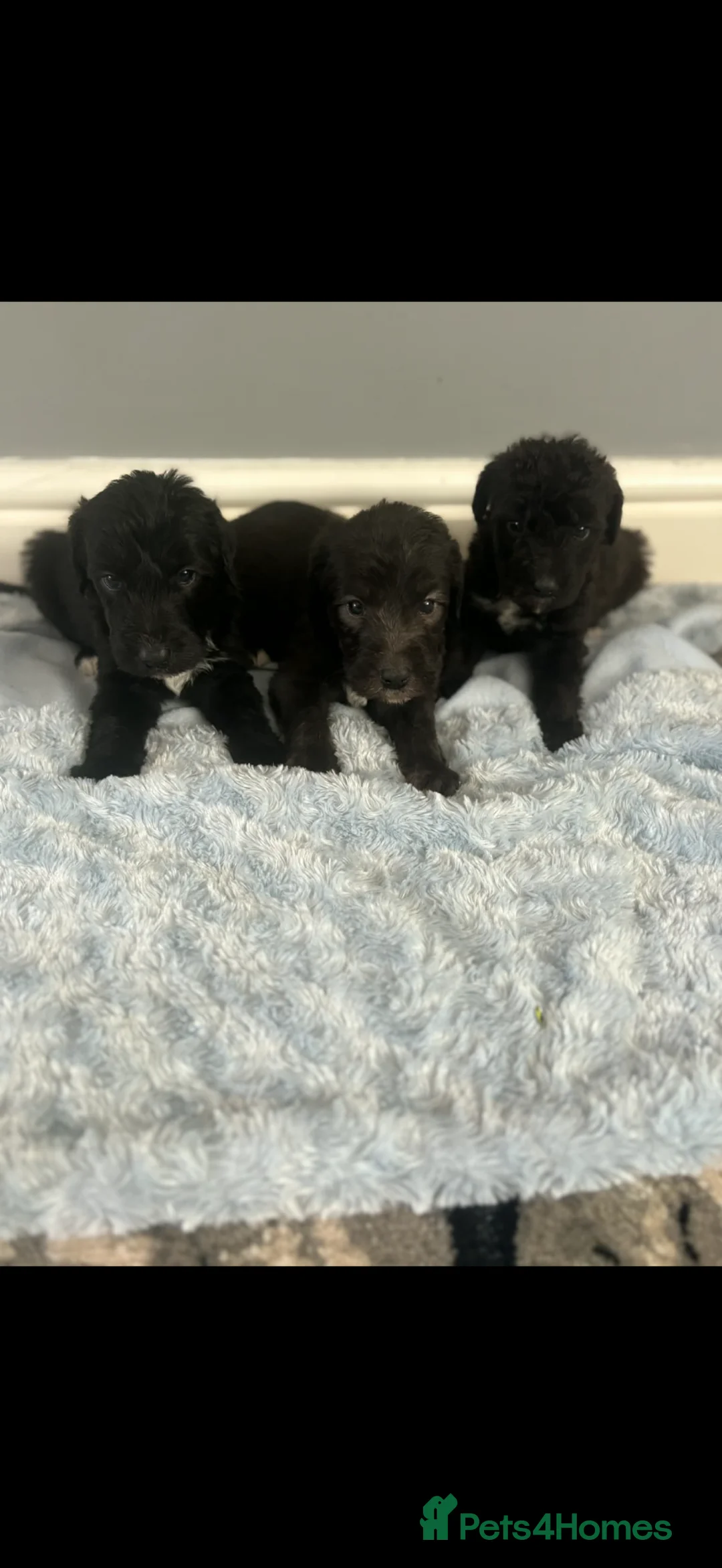 Bedlington Terrier dogs for sale: Bedlington whippet  in Bishop Auckland - Advert 2