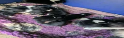 Border Collie dogs for sale: Isds registered border collie pups  - Advert 10