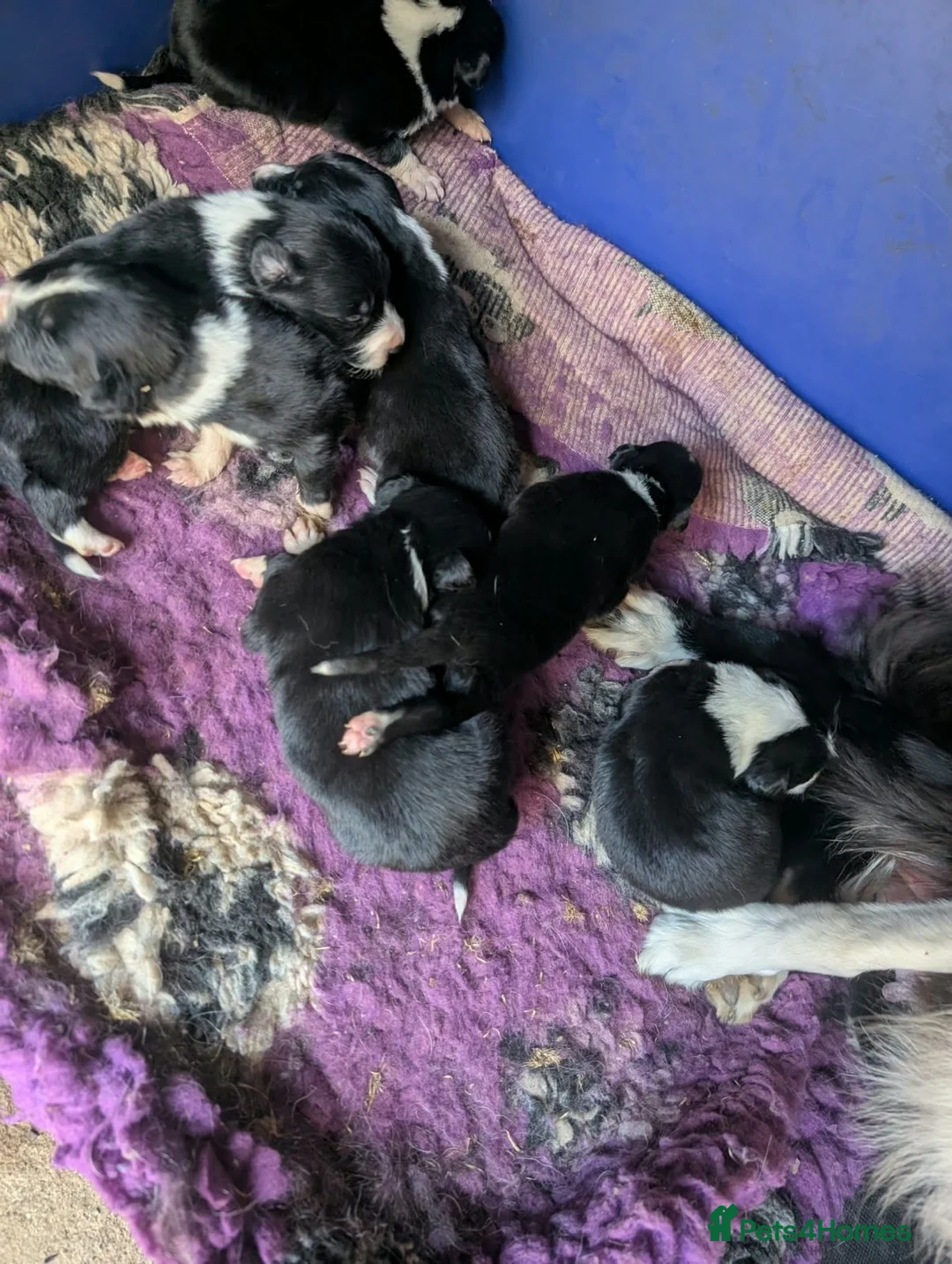 Border Collie dogs for sale: Isds registered border collie pups  - Advert 10