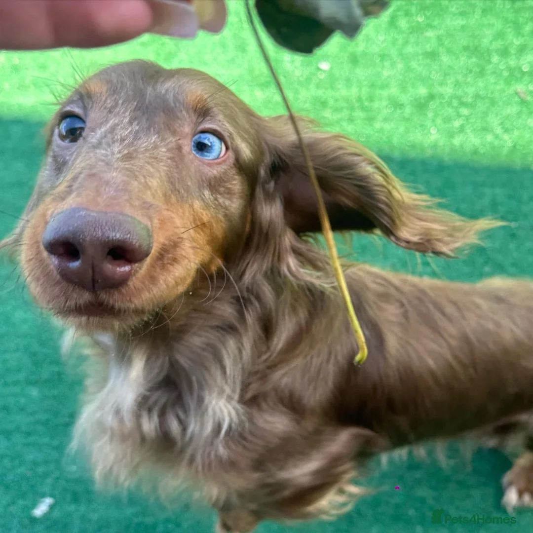 Dachshund dogs for stud: PROVEN KC Reg Longhaired dapple dachshund for STUD in Middlesbrough - Advert 2