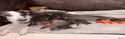 Whippet dogs for sale: Blue kc whippet puppies - Advert 6