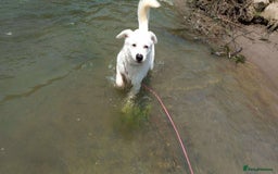 Mixed Breed dogs for adoption: Meet Cloud, currently residing in Cheshire  - Image 7