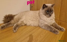 Ragdoll cats for sale: Blue mitted 🐾 Ragdoll kittens 😻 - Image 13