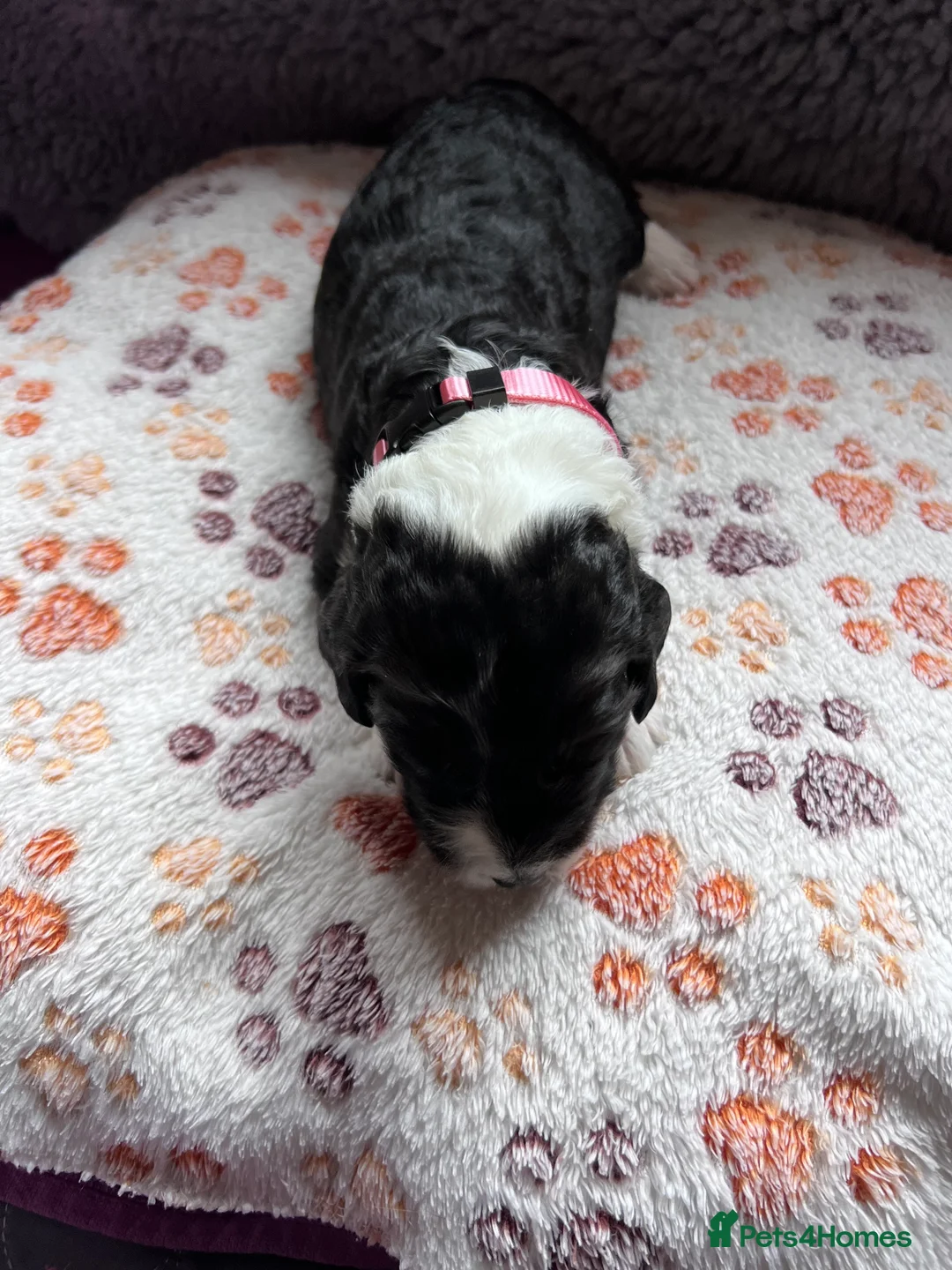 Sheepadoodle dogs for sale: Sheepadoodles for sale in Downham Market - Advert 2