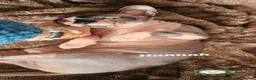 Sphynx cats for sale: Ready to go Beautiful Canadian Sphynx  ❤️  - Advert 6