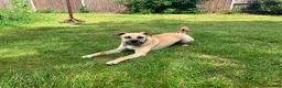 Mixed Breed dogs for adoption: Rocco - North Walsham Norfolk  - Advert 4