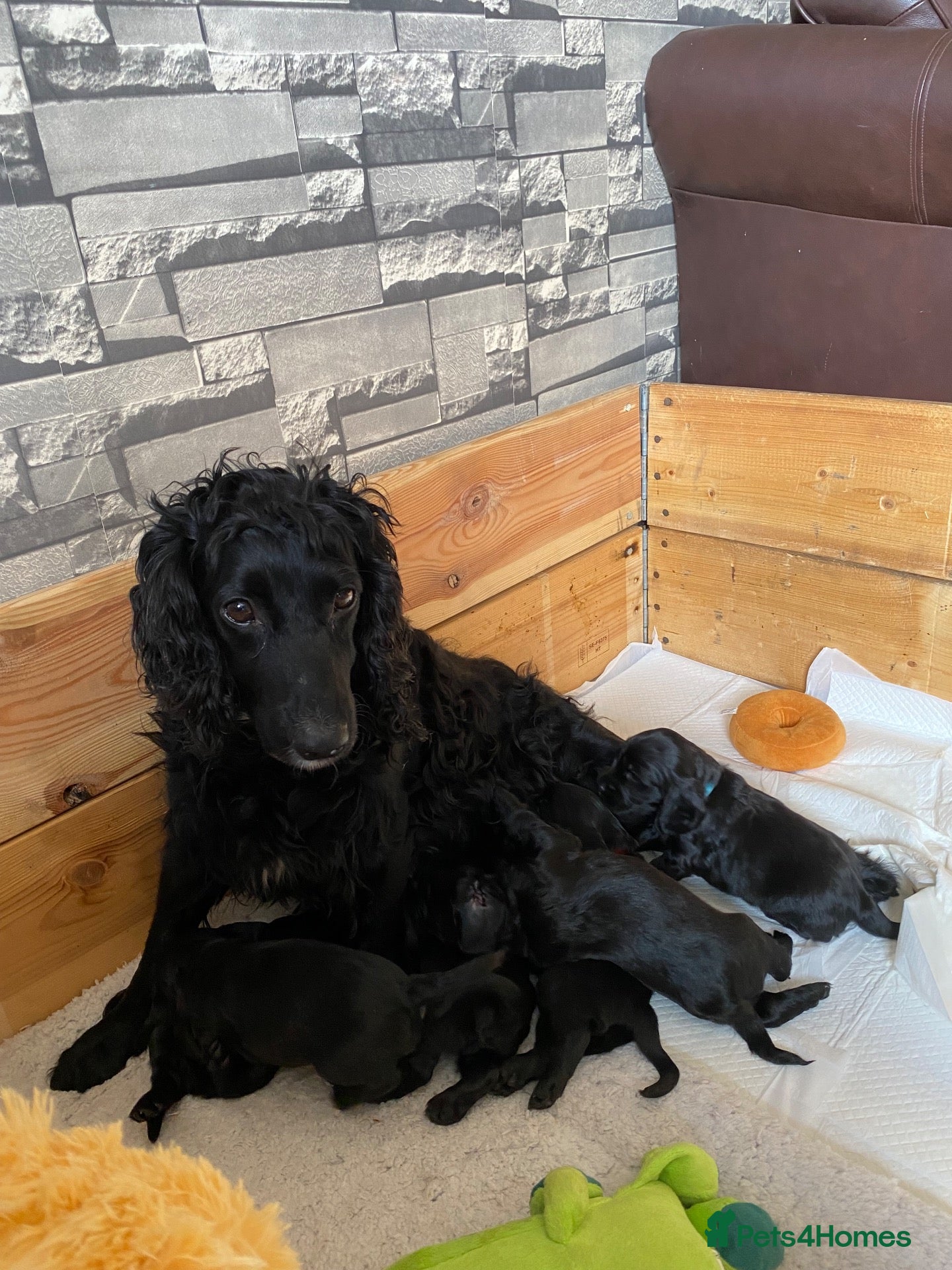 Sprocker dogs Sprocker spaniel puppies  - Advert 3