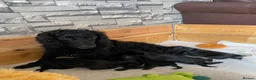 Sprocker dogs for sale: Sprocker spaniel puppies  - Advert 1