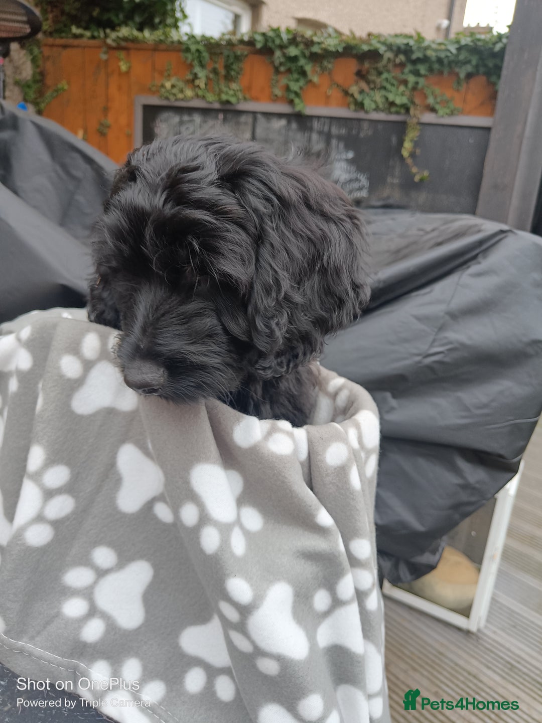 Cockapoo dogs for sale: Lovely cockapoo boy - Advert 4