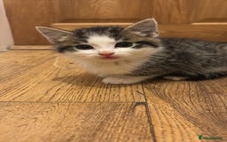 Abyssinian cats for sale: Kitten - Image 1