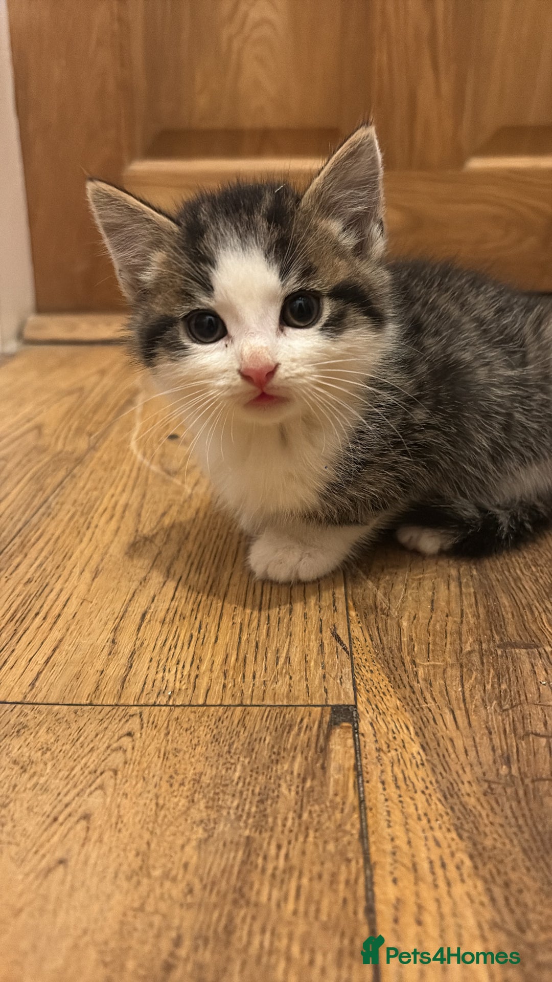 Abyssinian cats for sale: Kitten - Image 1