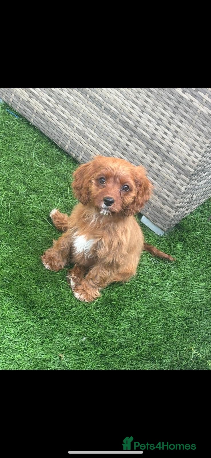 Cavapoo dogs Beautiful cavapoos  - Advert 1