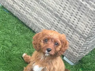 Cavapoo dogs Beautiful cavapoos - Advert 1