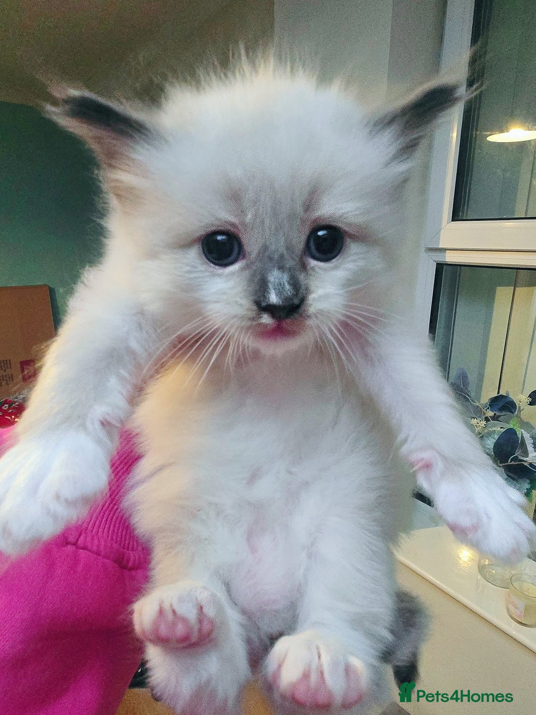 Ragdoll cats for sale: Beautiful purebred mitted ragdoll kittens - Image 12
