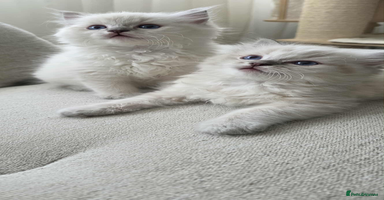 Ragdoll cats - Advert 1
