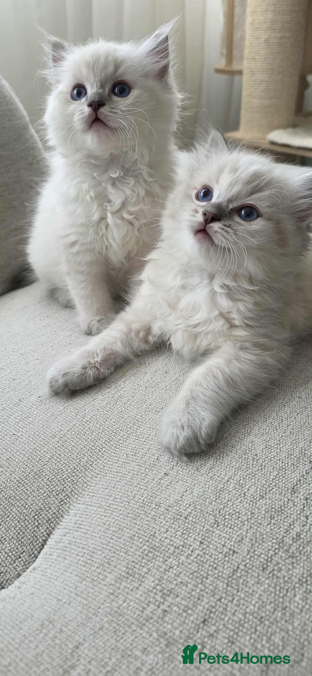 Ragdoll cats for sale: 🐾🌸STUNNING KITTENS| ONE LEFT!|🌸🐾 - Image 16