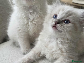 Ragdoll cats - Advert 1