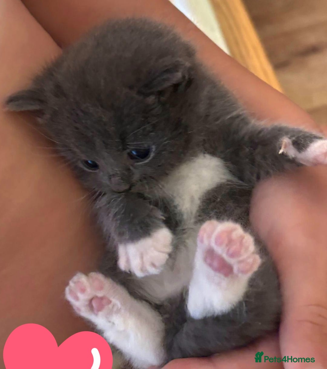 British Shorthair cats for sale: British shorthair x - Image 10