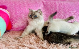 Ragdoll cats for sale: Ragdoll X British  - Image 7