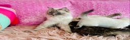 Ragdoll cats for sale: Ragdoll X British  - Advert 9