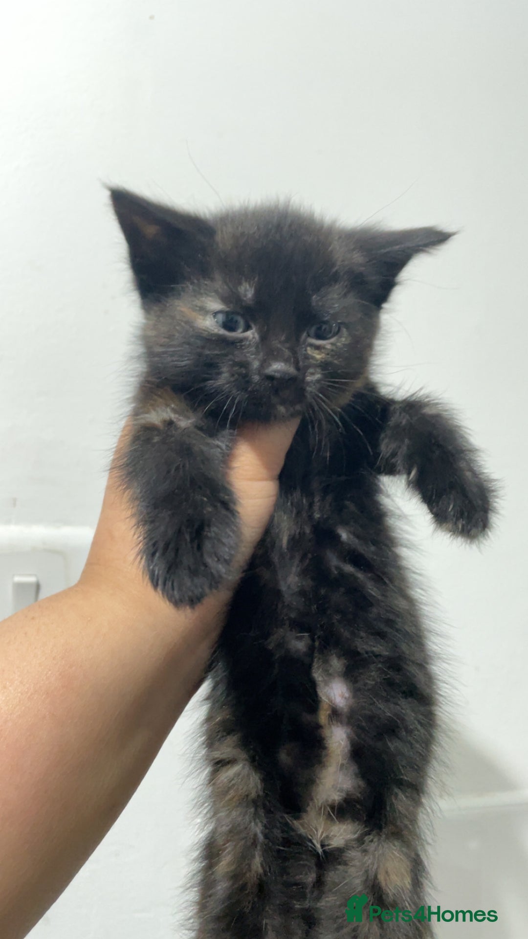 Domestic Shorthair cats for sale: Kittens - Image 11