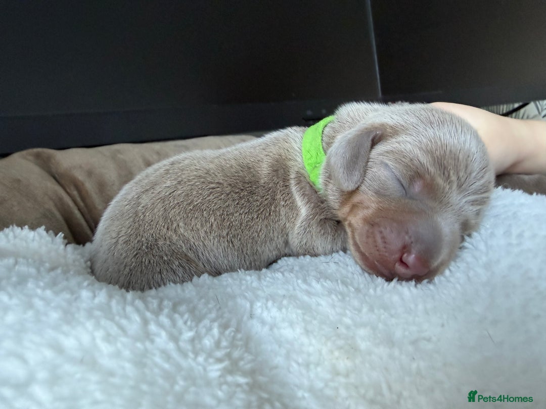 Miniature Dachshund dogs for sale: KC Miniature Dachshund short hair 4M 1F - Advert 15