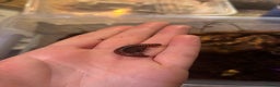 Millipedes invertebrates for sale: Red millipedes  - Advert 4