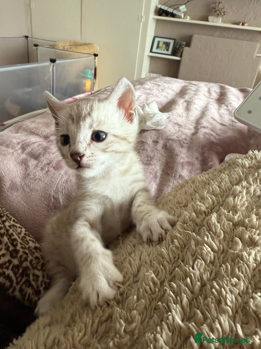 Bengal cats for sale: 💙Stunning Silver Mink Bengal TICA registered  - Image 32