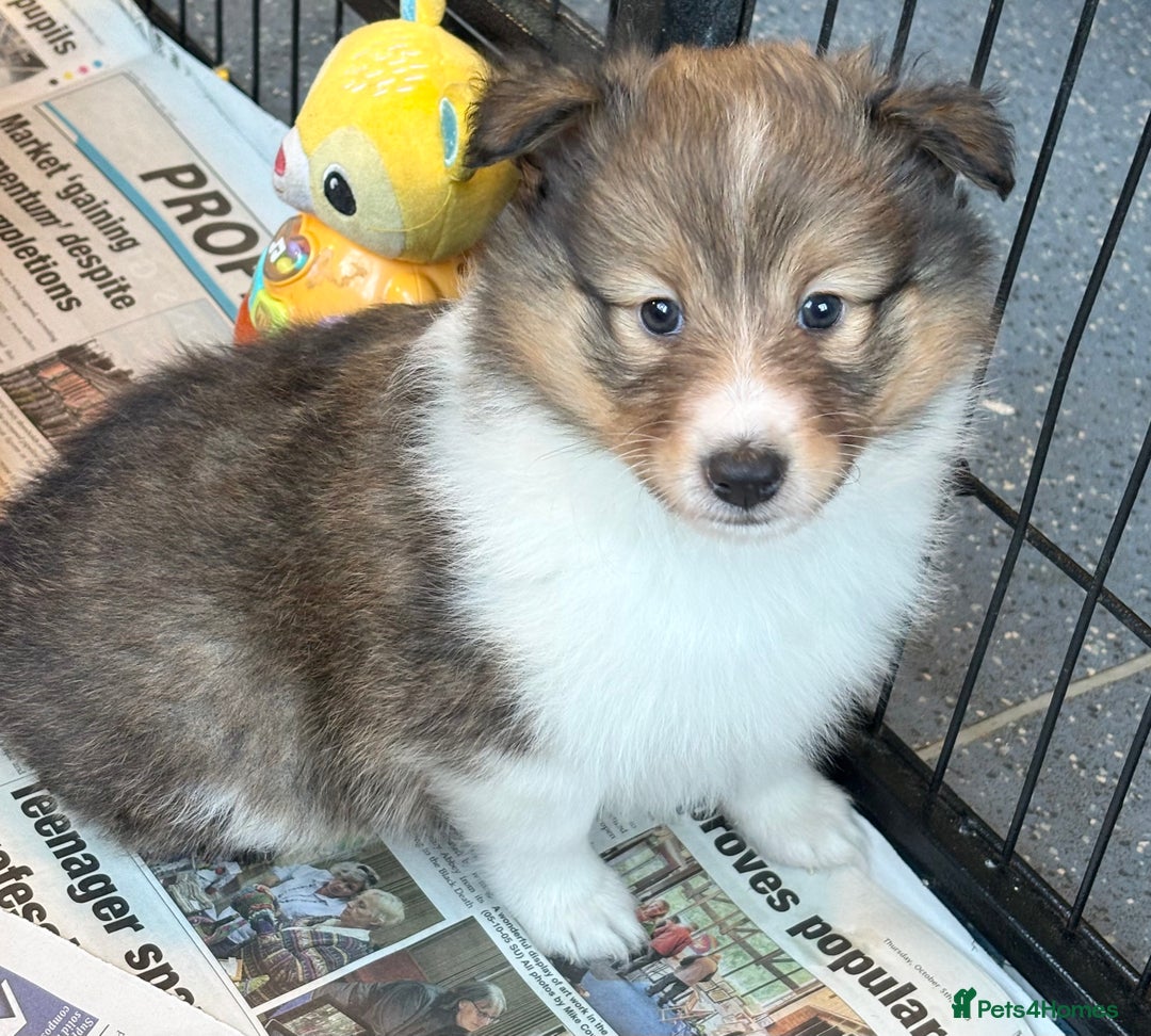 Shetland Sheepdog dogs for sale: Beautiful sable Shetland sheepdog puppies  - Advert 3