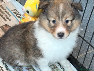 Shetland Sheepdog dogs Beautiful sable Shetland sheepdog puppies - Advert 2