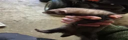 Ferret rodents for sale: 3 x Jill Ferret/polecat hybrids & 1 Jack in Braintree - Advert 9