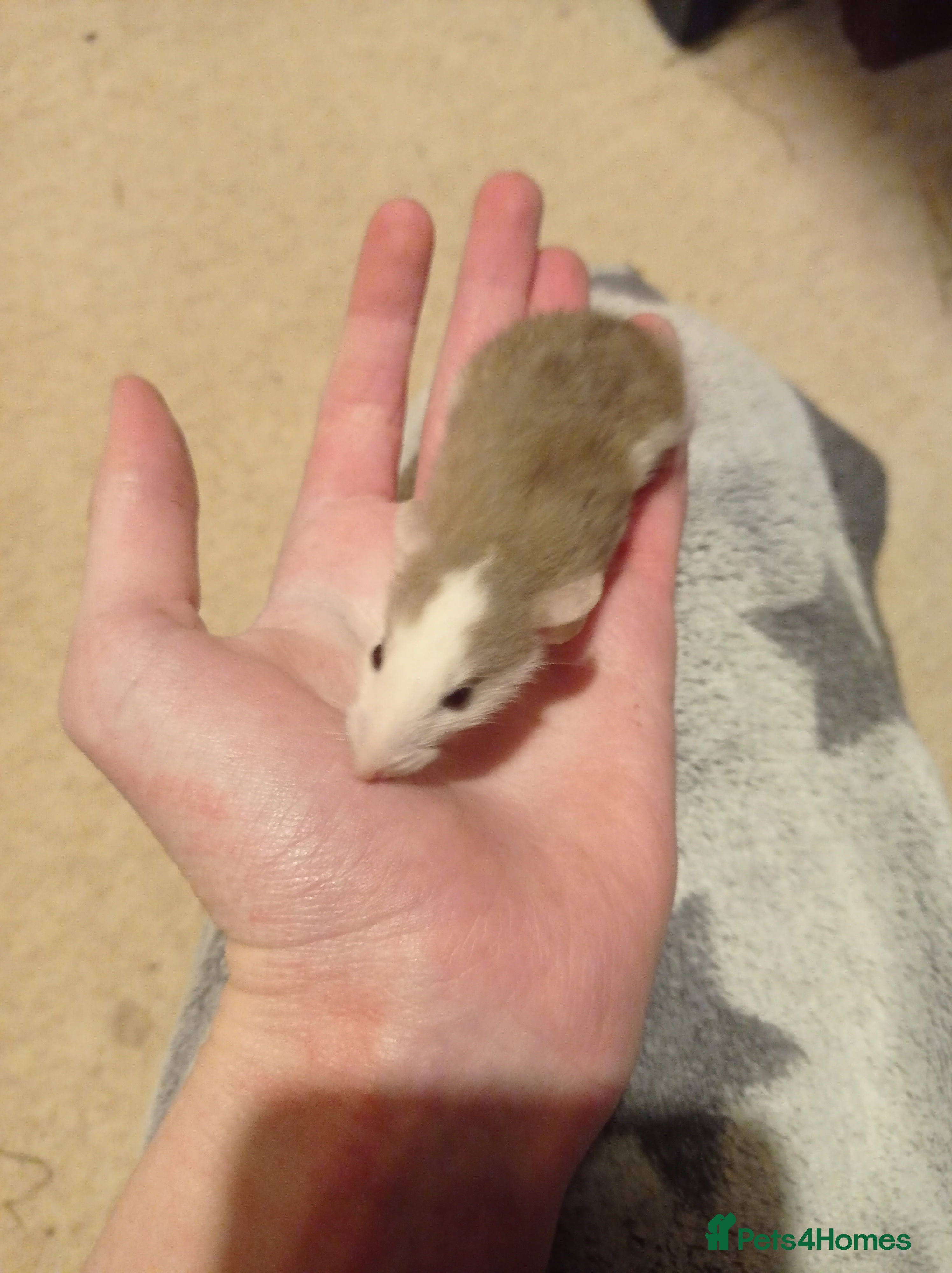 Rat rodents Lovely tame rats for sale red eyed, normal, albino - Advert 14