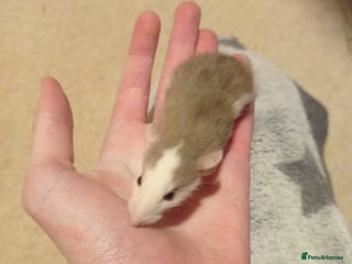 Rat rodents Lovely tame rats for sale red eyed, normal, albino - Advert 2