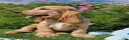 Cocker Spaniel dogs for sale: Pedigree Golden Cocker Spaniel pups - Advert 11