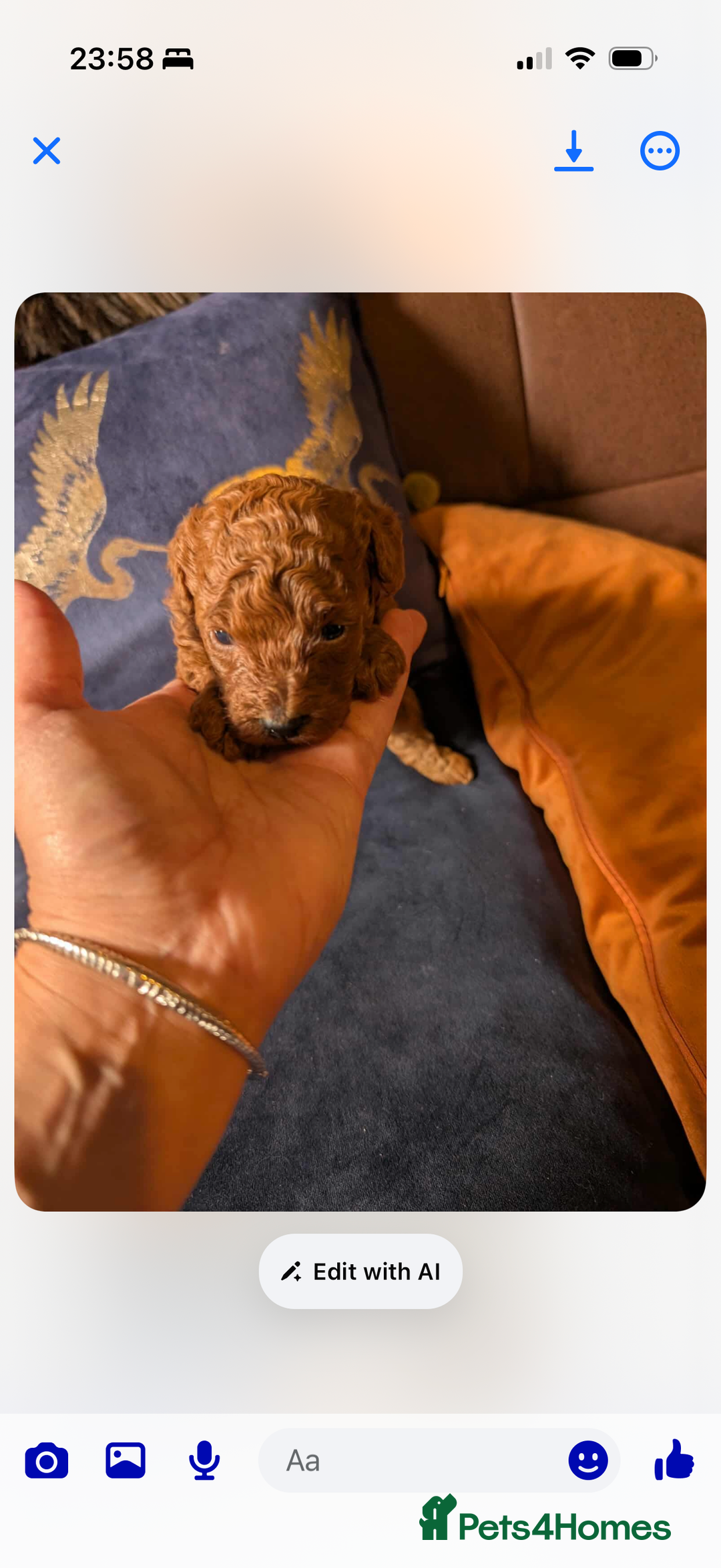 Toy Poodle dogs for sale: Red toy poodle puppies  - Advert 6