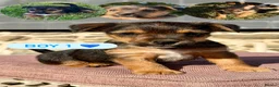 Border Terrier dogs for sale: Four Gorgeous Border Terrier-Type Puppies 🐾 - Advert 5