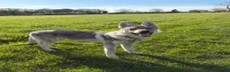 Saarloos Wolfdog dogs for sale: Czechoslovakian Wolfdog  in Slough - Advert 1