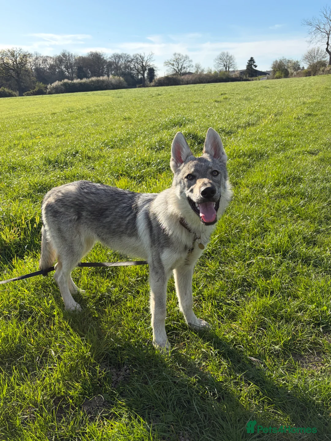 Saarloos Wolfdog dogs for sale: Czechoslovakian Wolfdog  in Slough - Advert 1