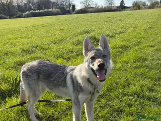 Saarloos Wolfdog dogs Czechoslovakian Wolfdog - Advert 1