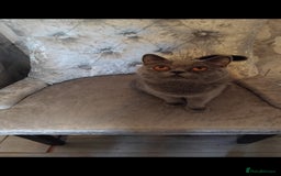 British Shorthair cats for sale: British Shorthair cats and kitten - Image 2