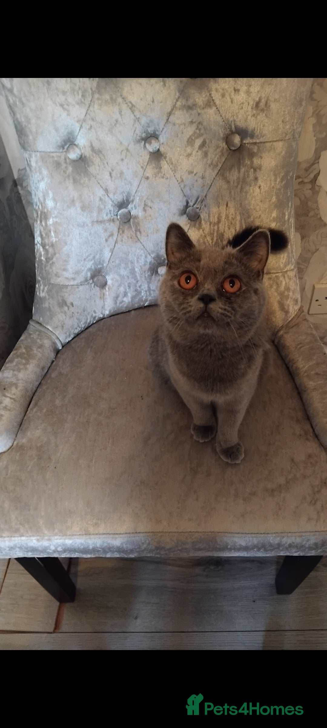 British Shorthair cats for sale: British Shorthair cats and kitten - Image 2