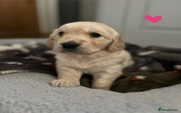 Golden Retriever dogs for sale: 🐾Three stunning golden retriever puppies. 🐾 - Image 13
