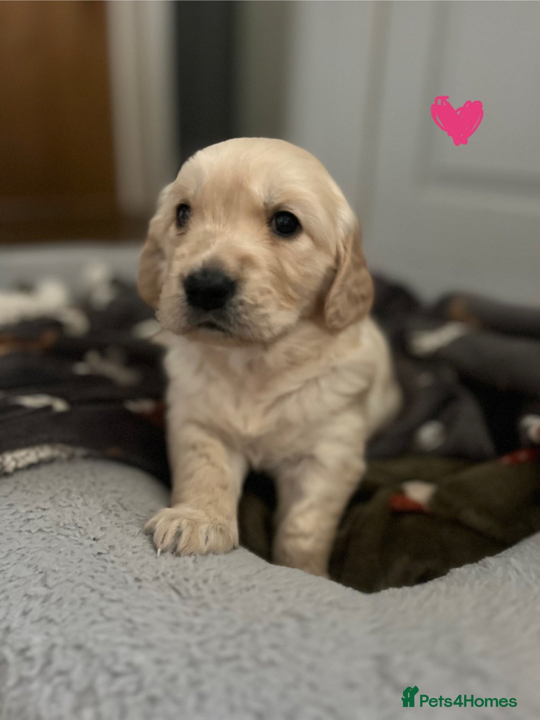 Golden Retriever dogs for sale: 🐾Three stunning golden retriever puppies. 🐾 - Image 13