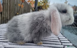 Mini Lop rabbits for sale: Trained French x Mini Lop Bunnies. Please Read! - Image 6