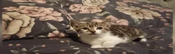 Mixed Breed cats for sale: Beautiful kittens  - Advert 6